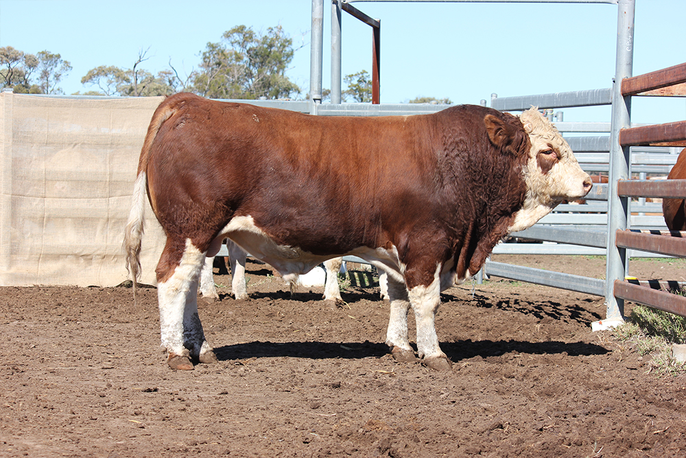 Lot 46 - Casa Toro Simmentals