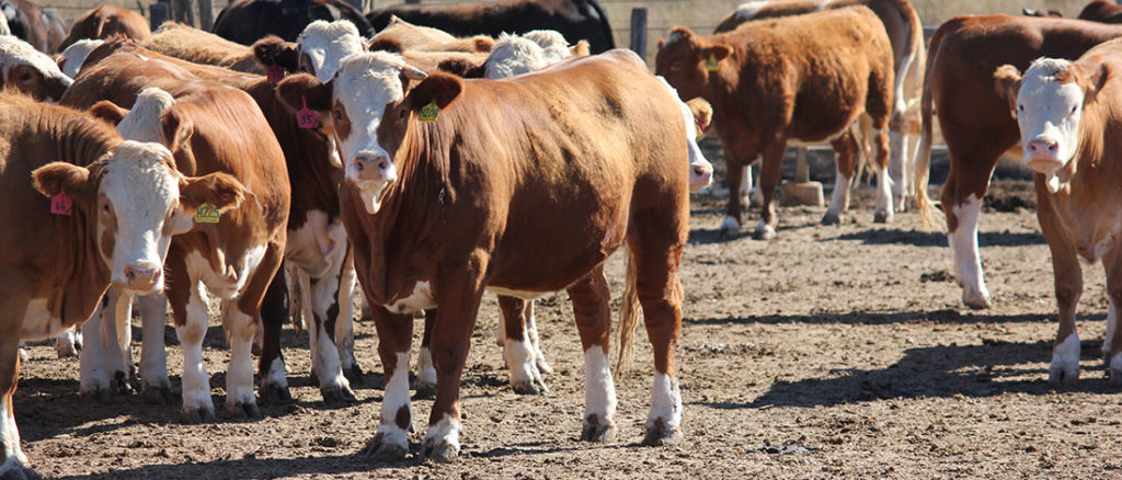 At Work - Casa Toro Simmentals - Stud Simmental Bulls, Females ...