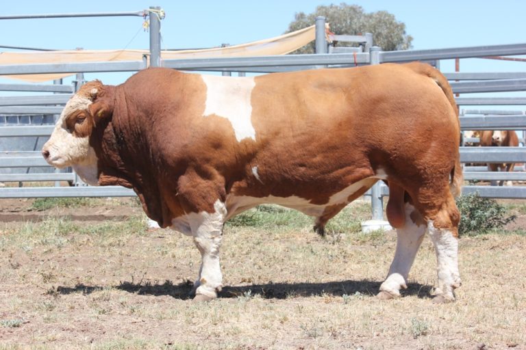 February All-breeds Sale, Gracemere - Casa Toro Simmentals