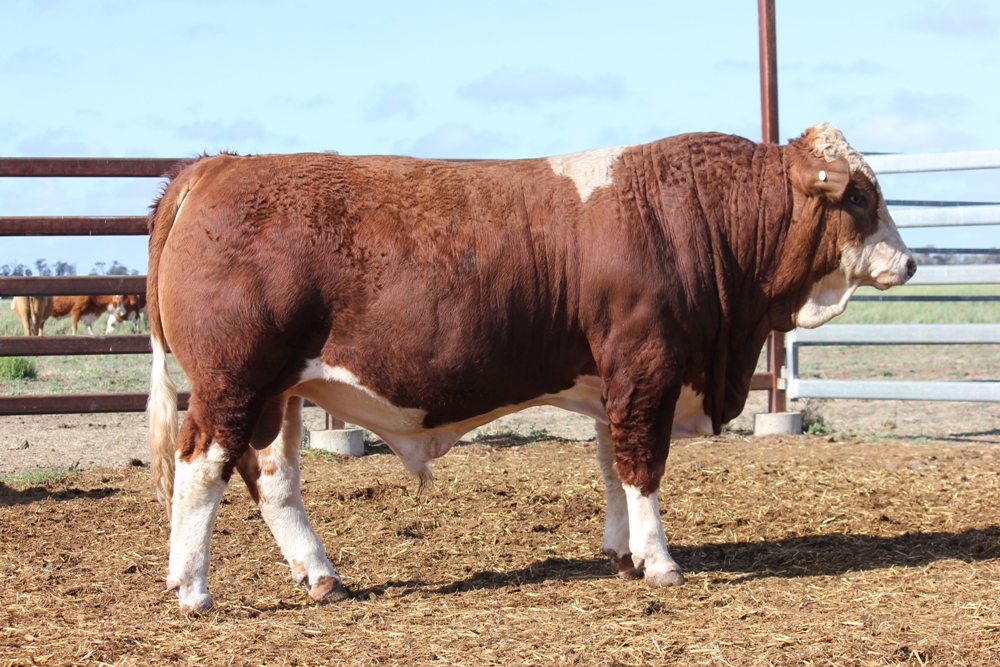 Billa Park Clermont Sale 2018 - Casa Toro Simmentals