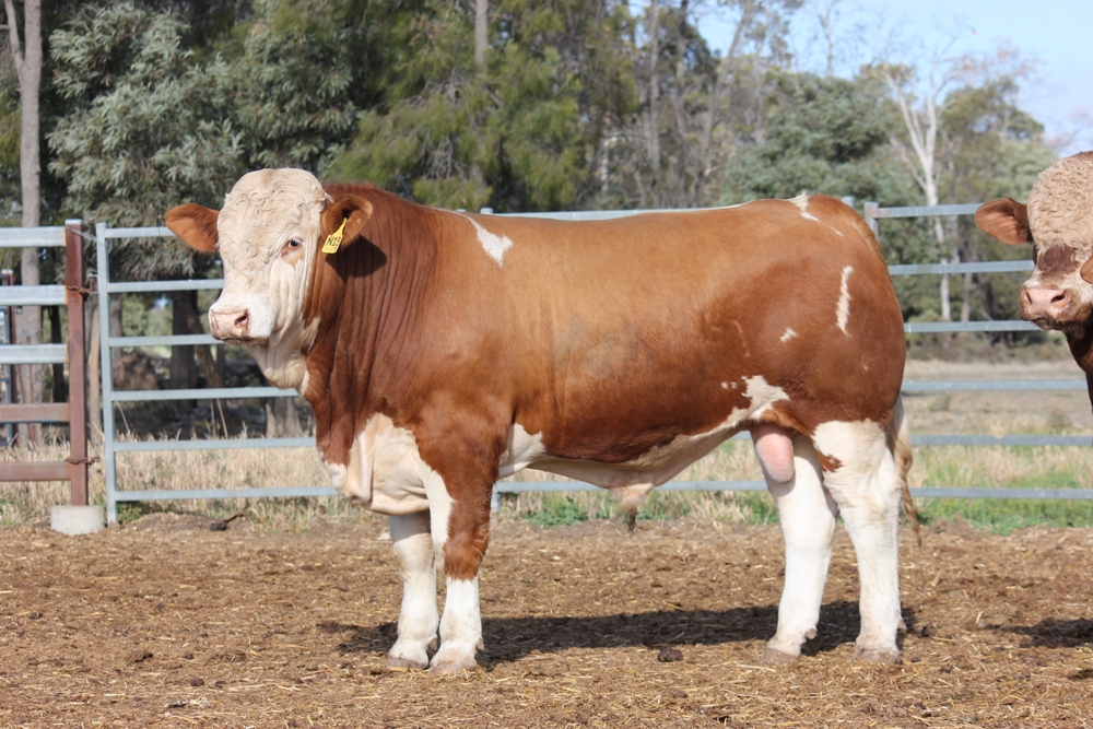 Billa Park Clermont Sale 2018 - Casa Toro Simmentals