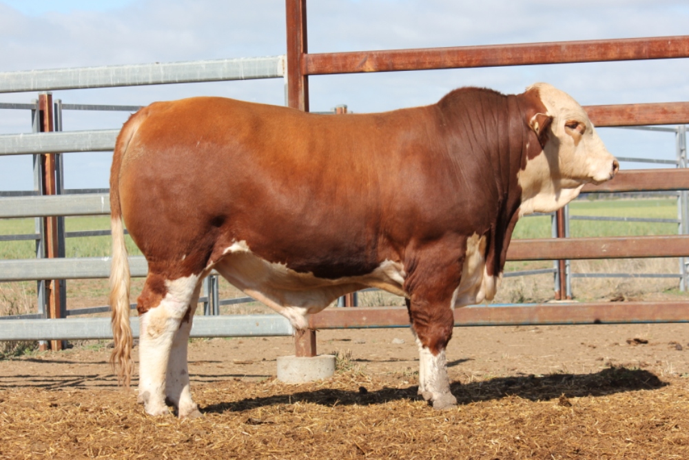 Billa Park Clermont Sale 2018 - Casa Toro Simmentals