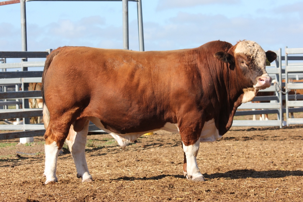 Billa Park Clermont Sale 2018 - Casa Toro Simmentals