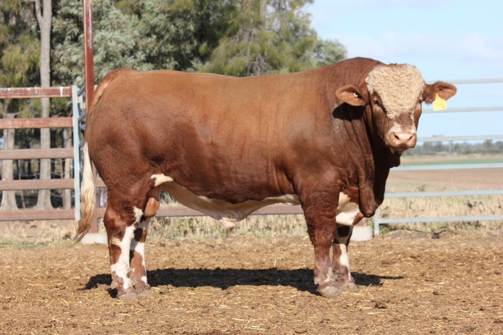 Billa Park Clermont Sale 2018 - Casa Toro Simmentals