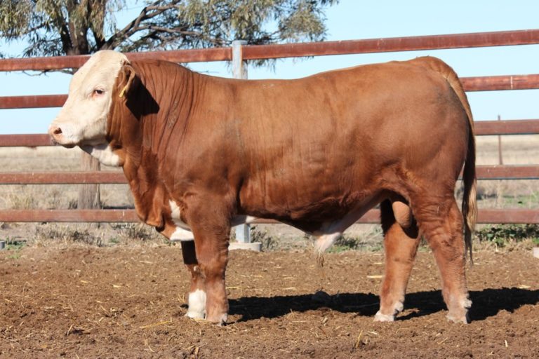 Casa Toro Invitational Simmental Bull Sale - Casa Toro Simmentals